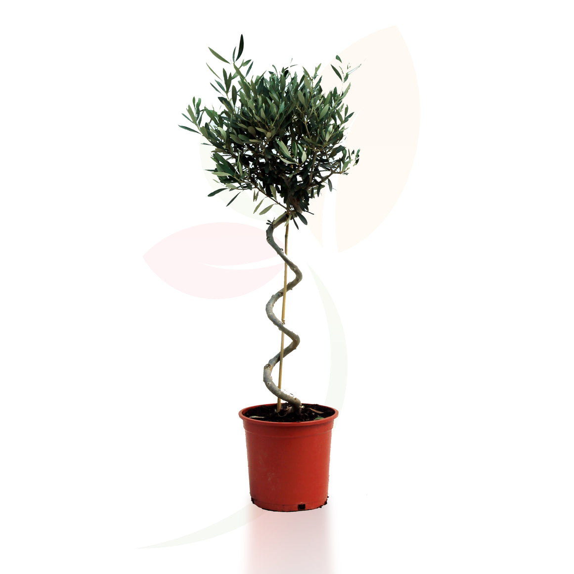 OLIVO COPA ESPIRAL - OLEA EUROPEA 70/90 CM ALTO