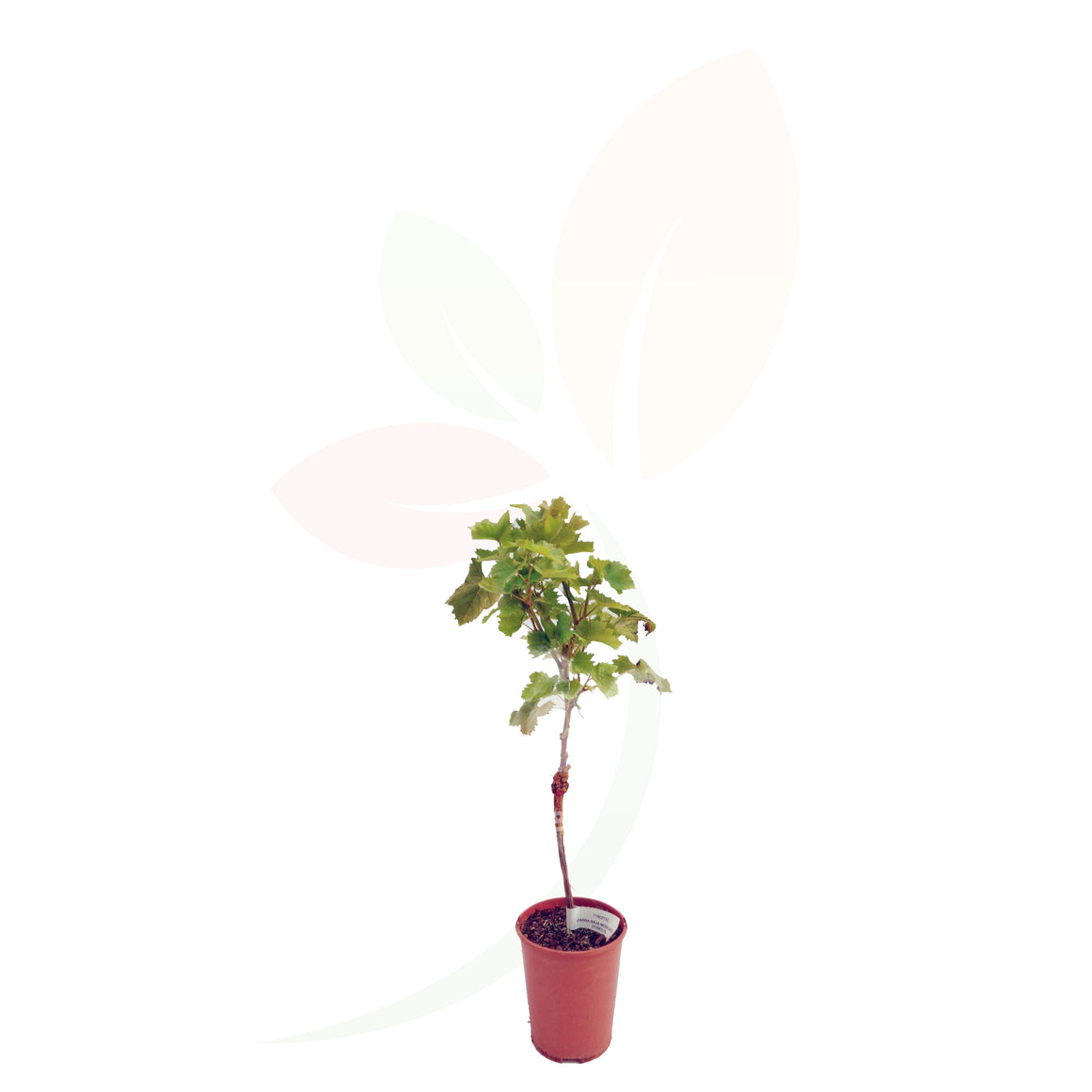 PARRA - VITTIS VINIFERA 40/60 CM ALTO