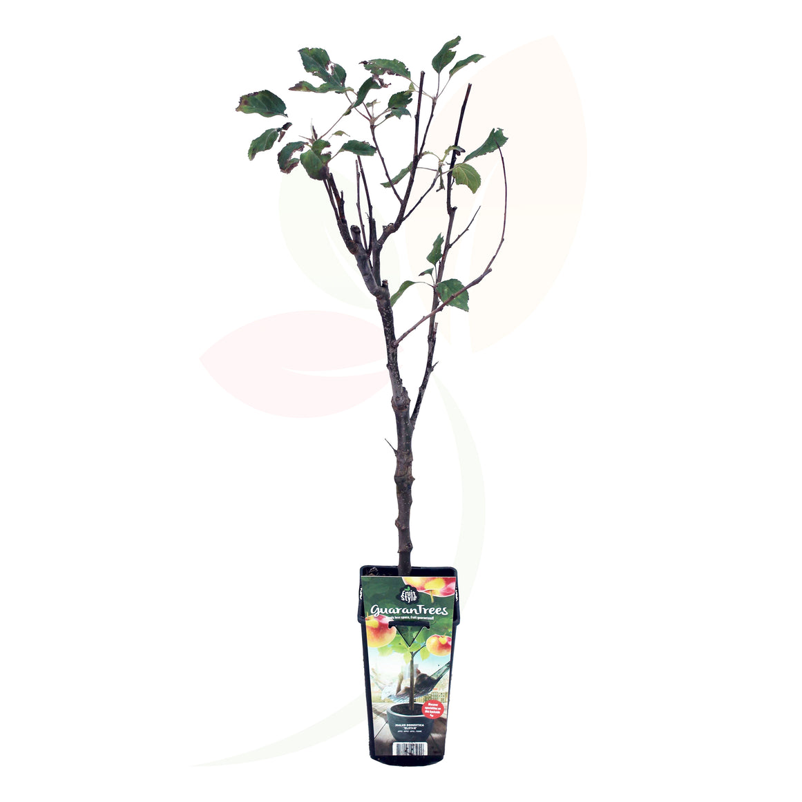 MANZANO ENANO 50/60 CM ALTO