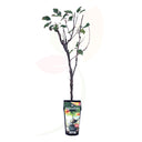 MANZANO ENANO 50/60 CM ALTO