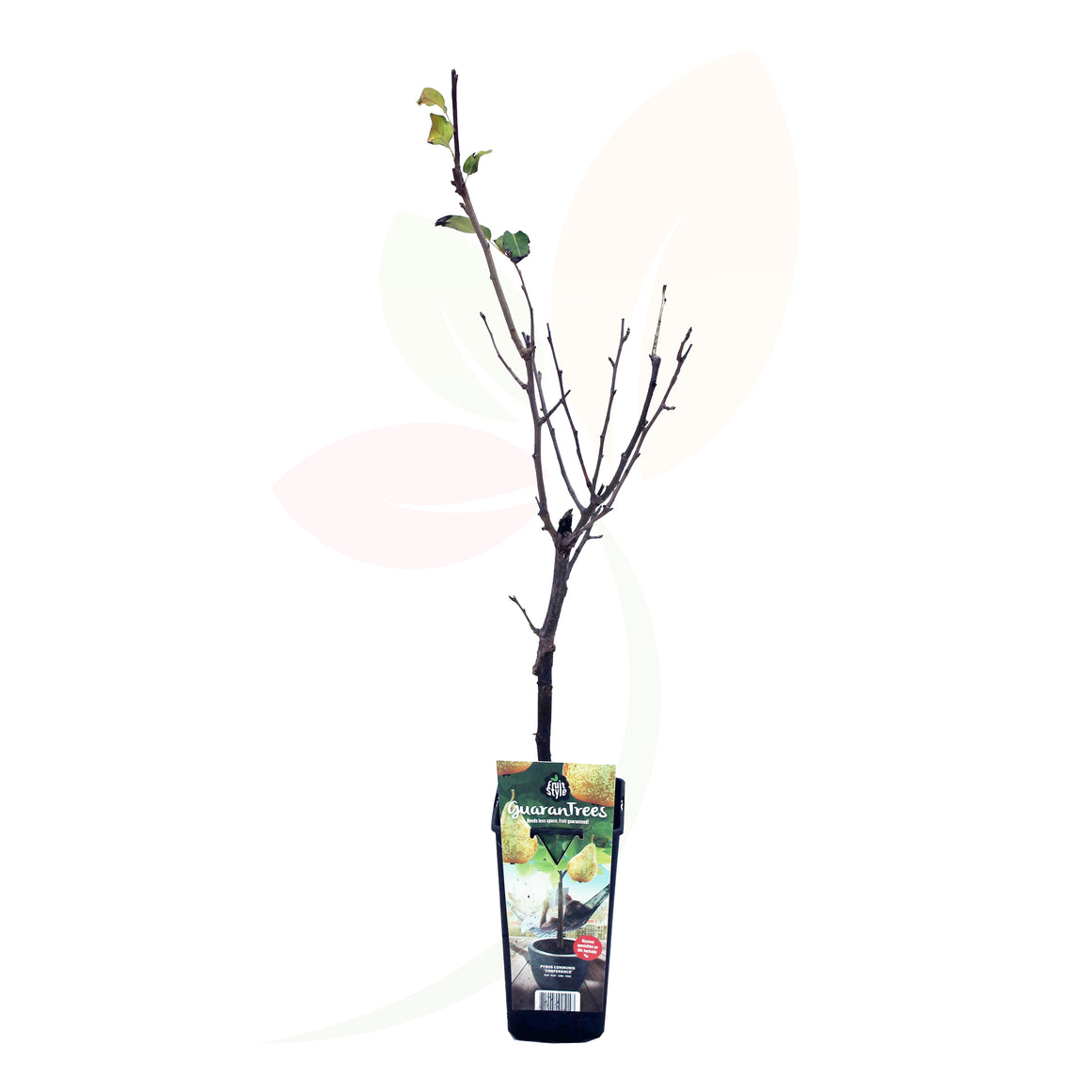 PERAL ENANO 50/60 CM ALTO