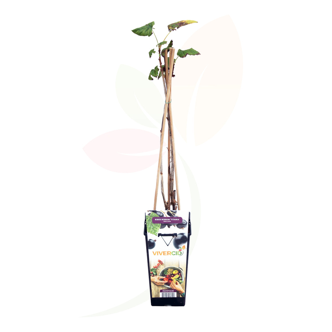 GROSELLERO NEGRO - RIBES NEGRUM 50/60 CM ALTO