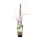 UVA ESPINA VERDE - RIBES UVA CRISPA 50/60 CM ALTO