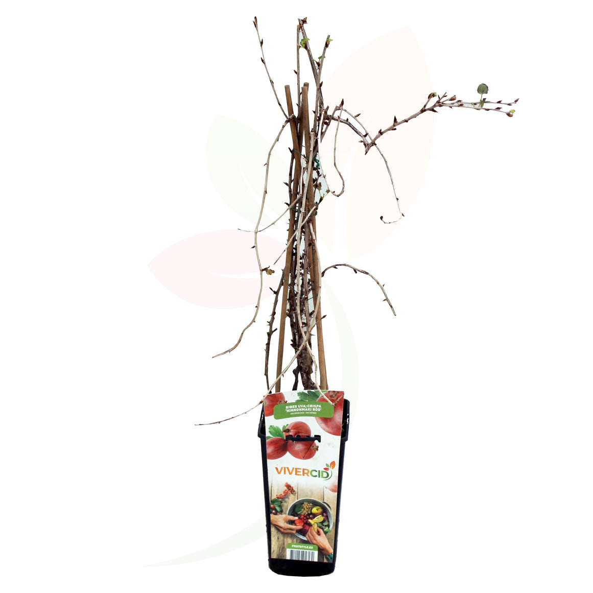 UVA ESPINA ROJA - RIBES UVA CRISPA 50/60 CM ALTO