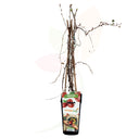 UVA ESPINA ROJA - RIBES UVA CRISPA 50/60 CM ALTO