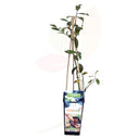 ARANDANO AZUL - VACCINIUM CORYMBOSUM 50/60 CM ALTO