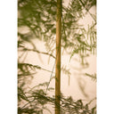 TUTOR BAMBU NATURAL 0.60 DIAM. 6/8 MM.