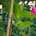 Tutor bambu natural 1.05 diam. 8/10 mm.