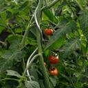 Tutor tomate spiral 1.80 m nortene