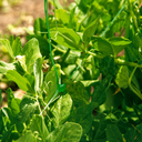 Malla para entutorar trellinet verde nortene