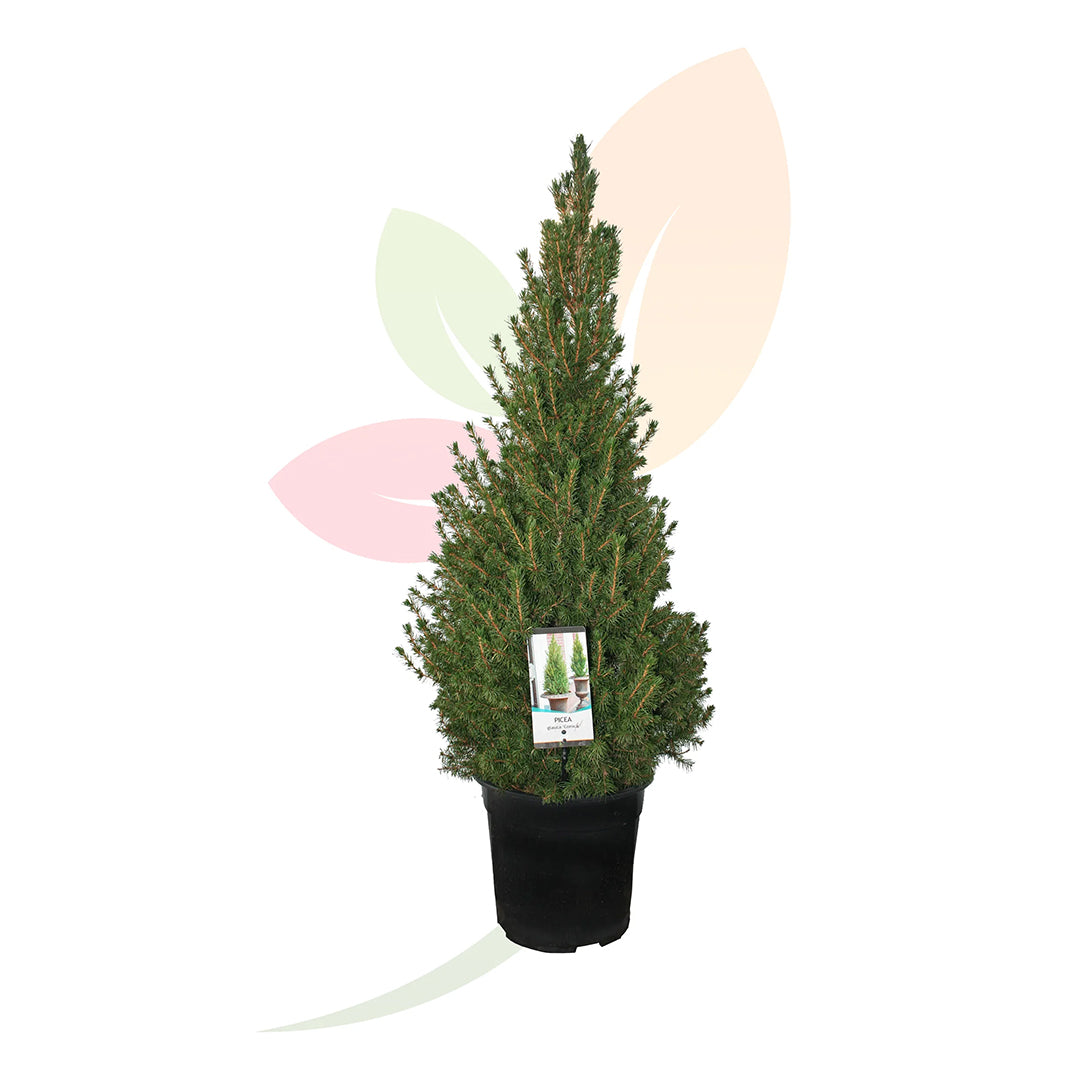 PICEA GLAUCA CONICA PIRAMIDAL 50/60 CM ALTO
