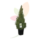 PICEA GLAUCA CONICA PIRAMIDAL 50/60 CM ALTO