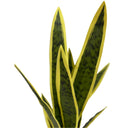 Planta artificial lengua de tigre 45 cm nortene