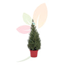 PICEA GLAUCA CONICA PIRAMIDAL 30/40 CM ALTO