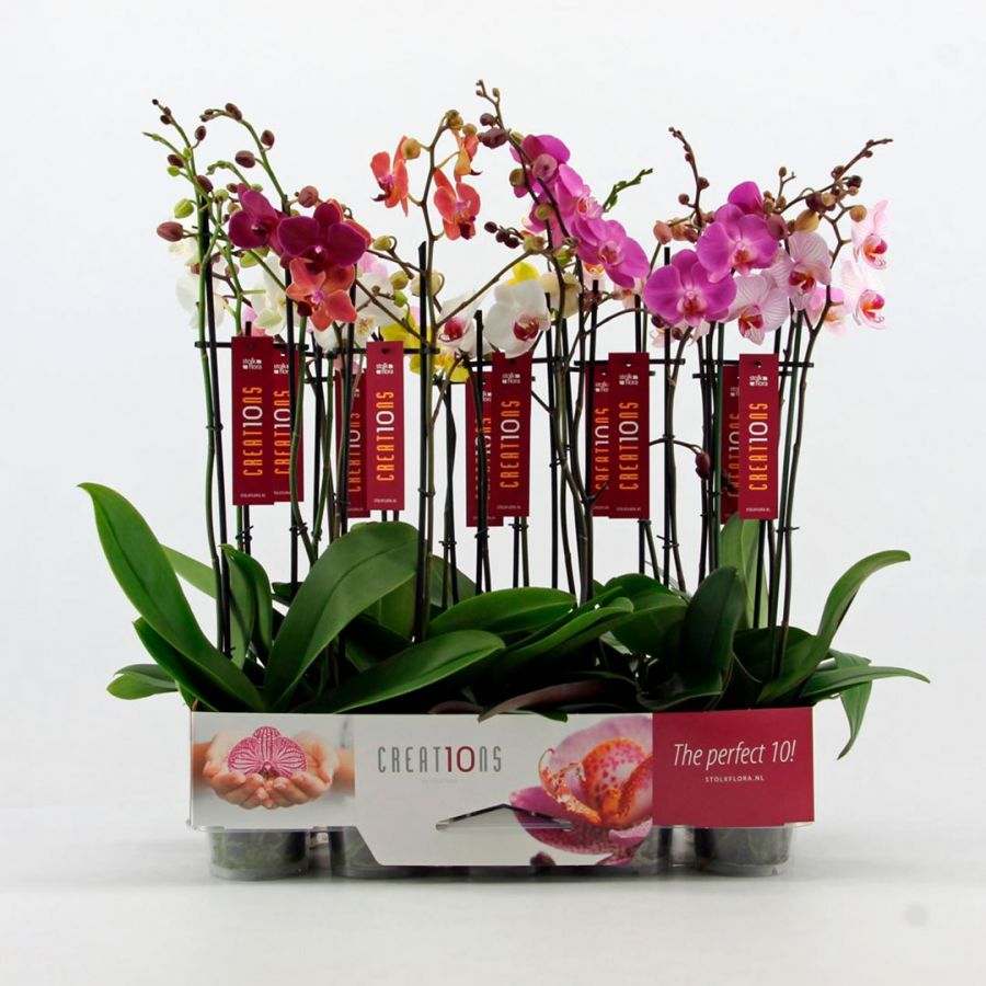 Planta natural con Orquídeas: 68,50 €
